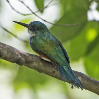 Green-tailed Jacamar